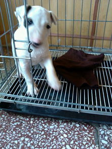 精品牛頭梗犬 高端賽級(jí)大毛量 雙血 包活 帶證書